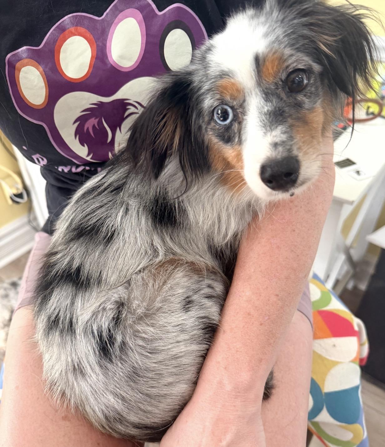 Mika, Adoptable, Young Female Australian Shepherd.