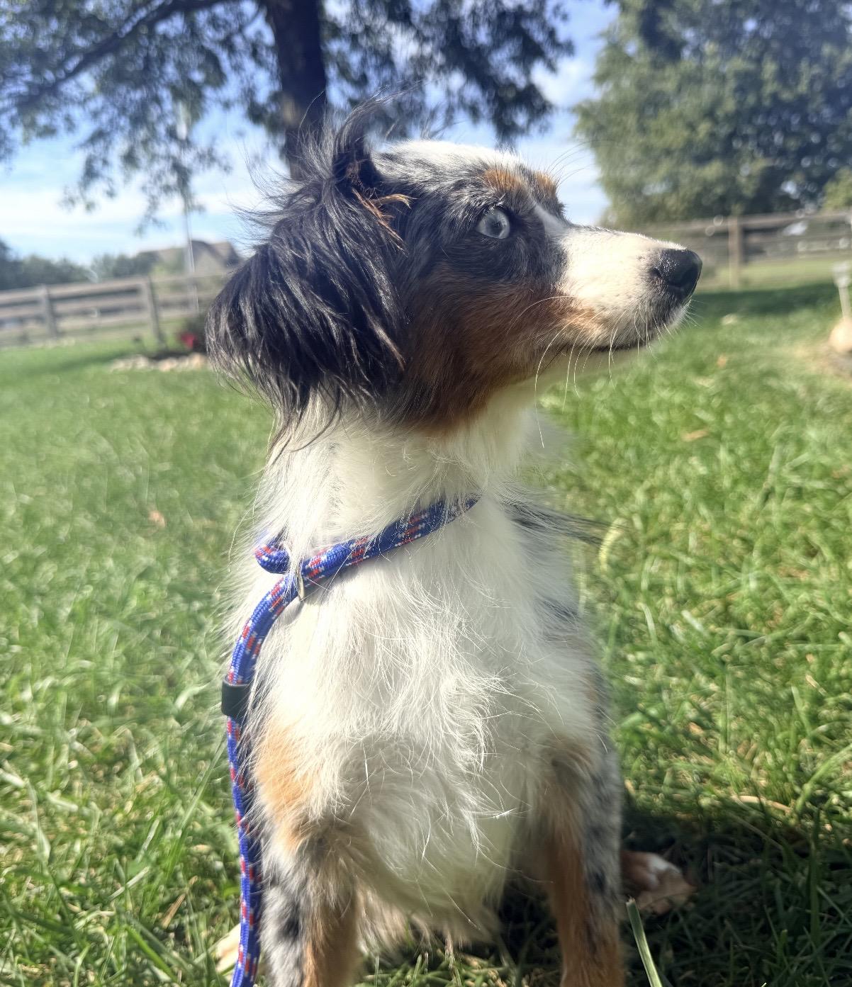 Enlarge Mika, a Adoptable Australian Shepherd in Louisburg, KS image 4/5