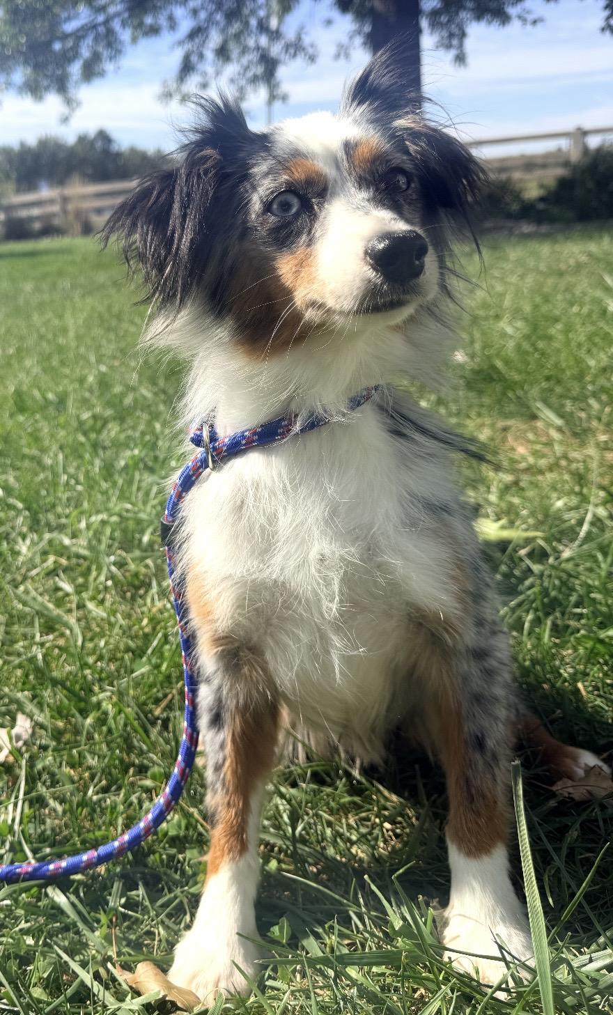 Enlarge Mika, a Adoptable Australian Shepherd in Louisburg, KS image 3/5