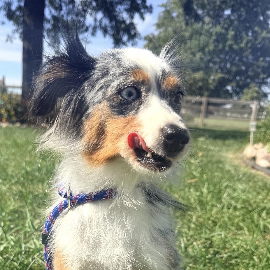 Enlarge Mika, a Adoptable Australian Shepherd in Louisburg, KS image 2/5