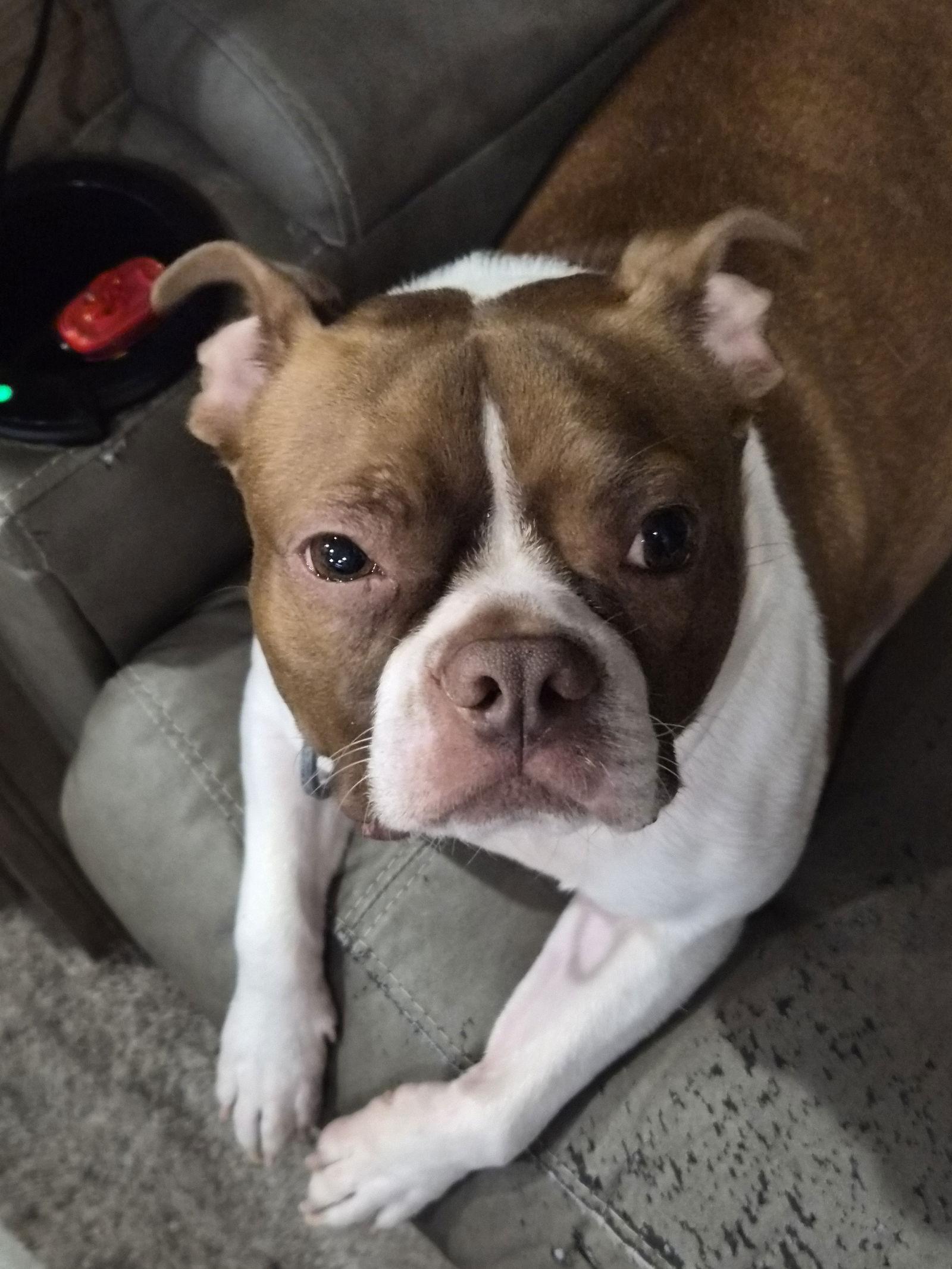 Milo, a Adoptable Boston Terrier in Valrico, FL image 1/3