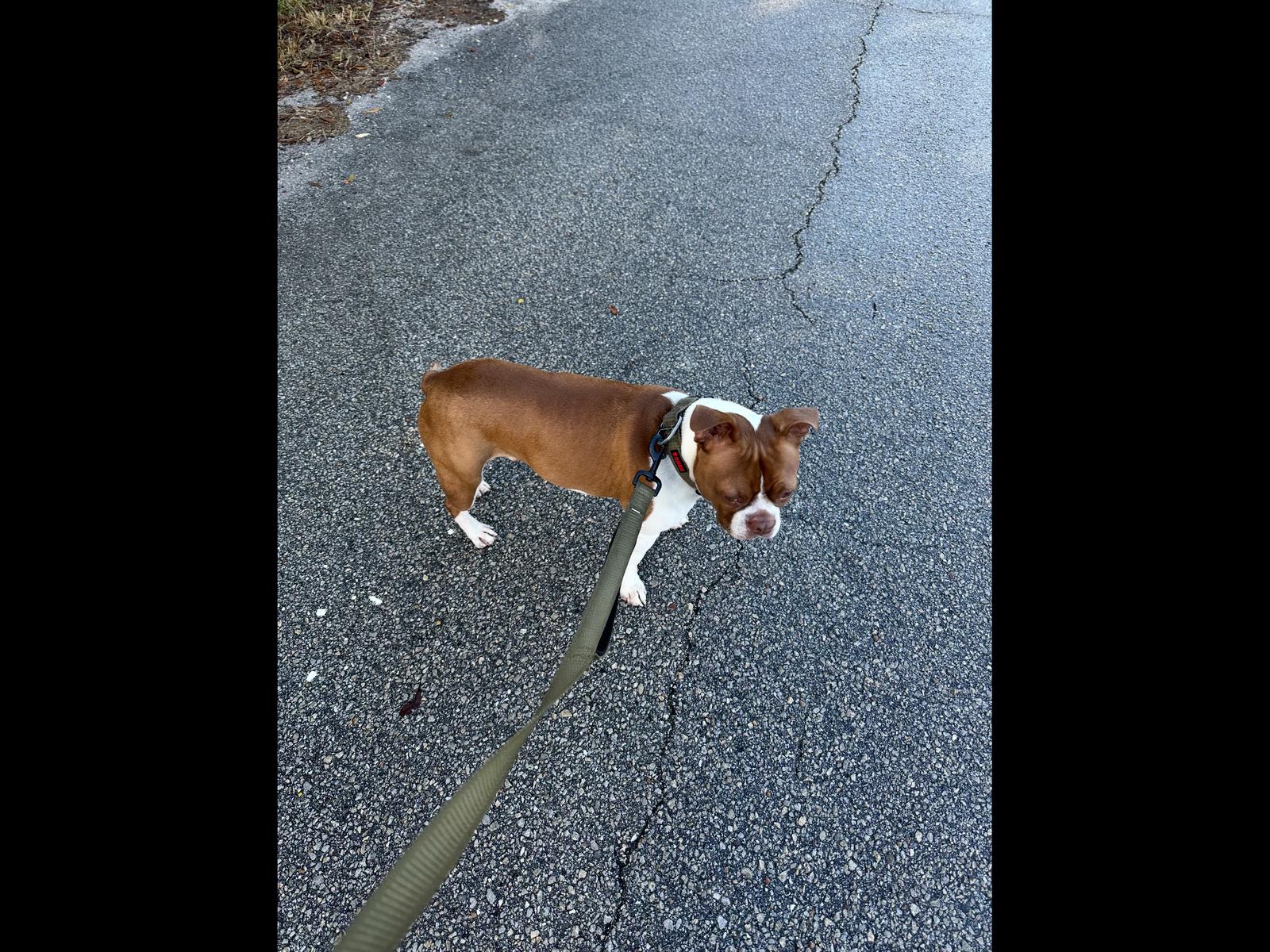 Enlarge Milo, a Adoptable Boston Terrier in Valrico, FL image 2/3