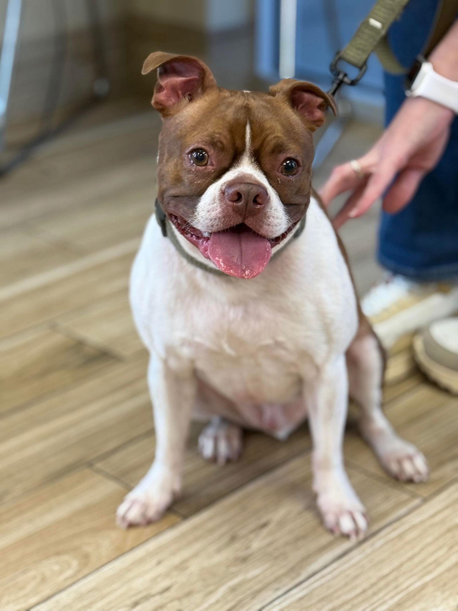 Milo, a Adoptable Boston Terrier in Valrico, FL image 2/3