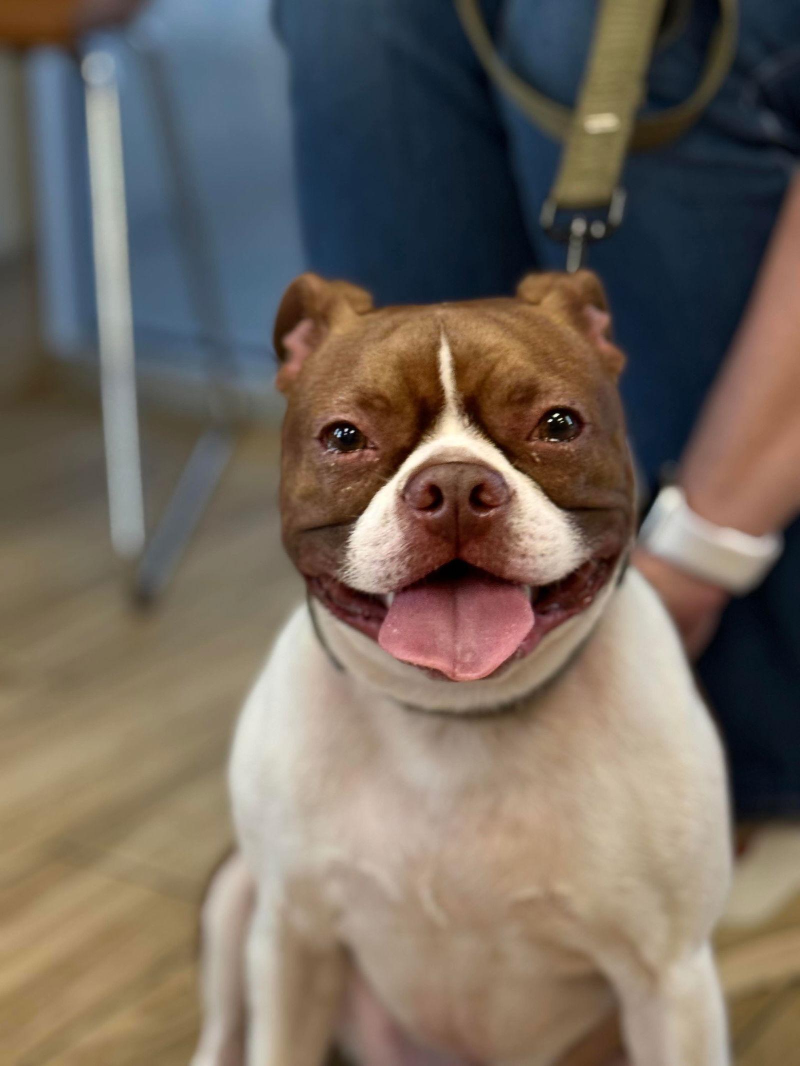 Milo, a Adoptable Boston Terrier in Valrico, FL image 3/3