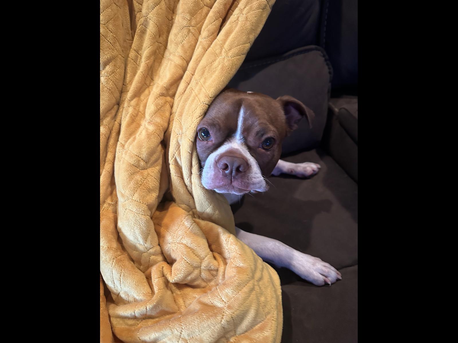 Enlarge Milo, a Adoptable Boston Terrier in Valrico, FL image 3/3