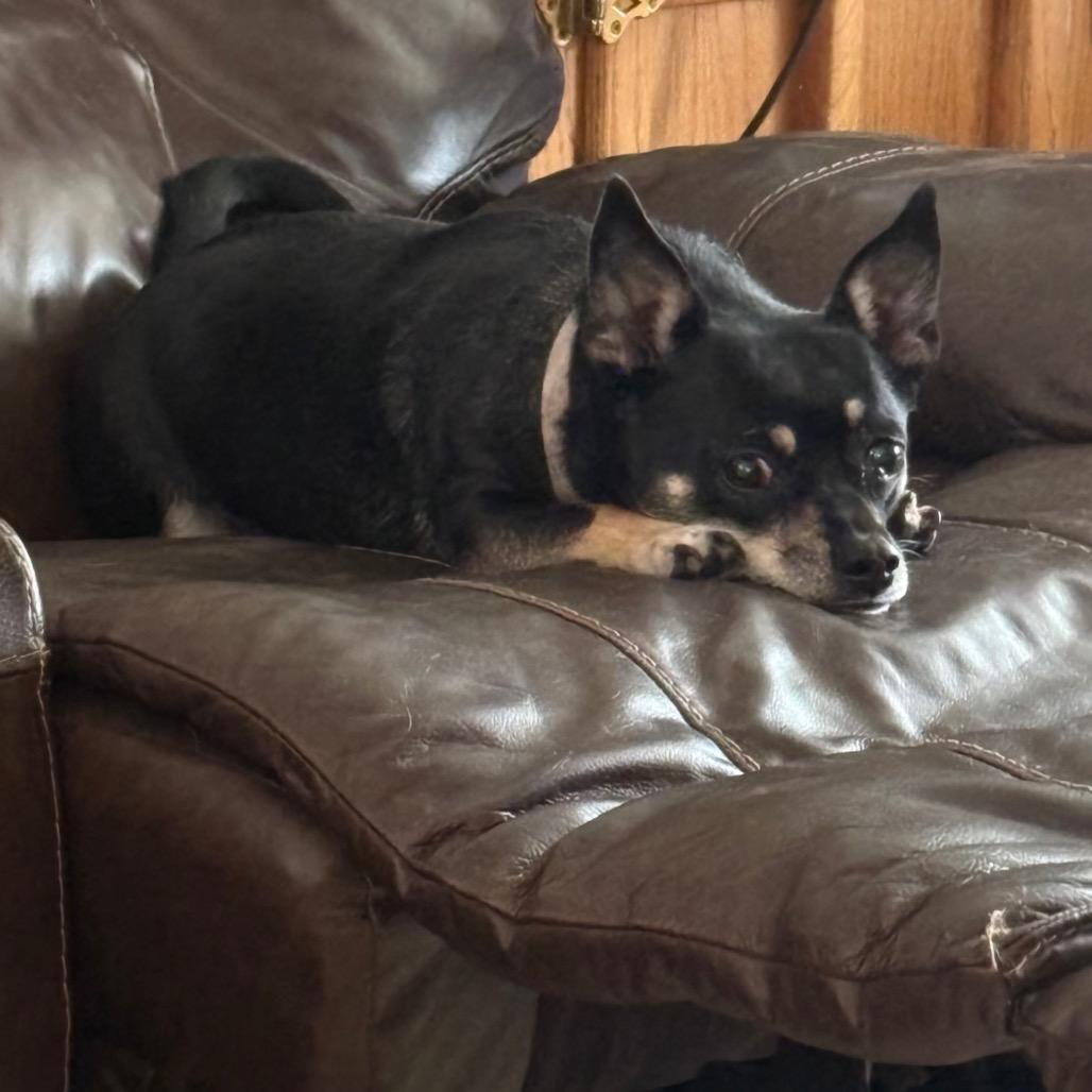 Hazel Grace , ADOPTABLE, Adult Female Chihuahua.