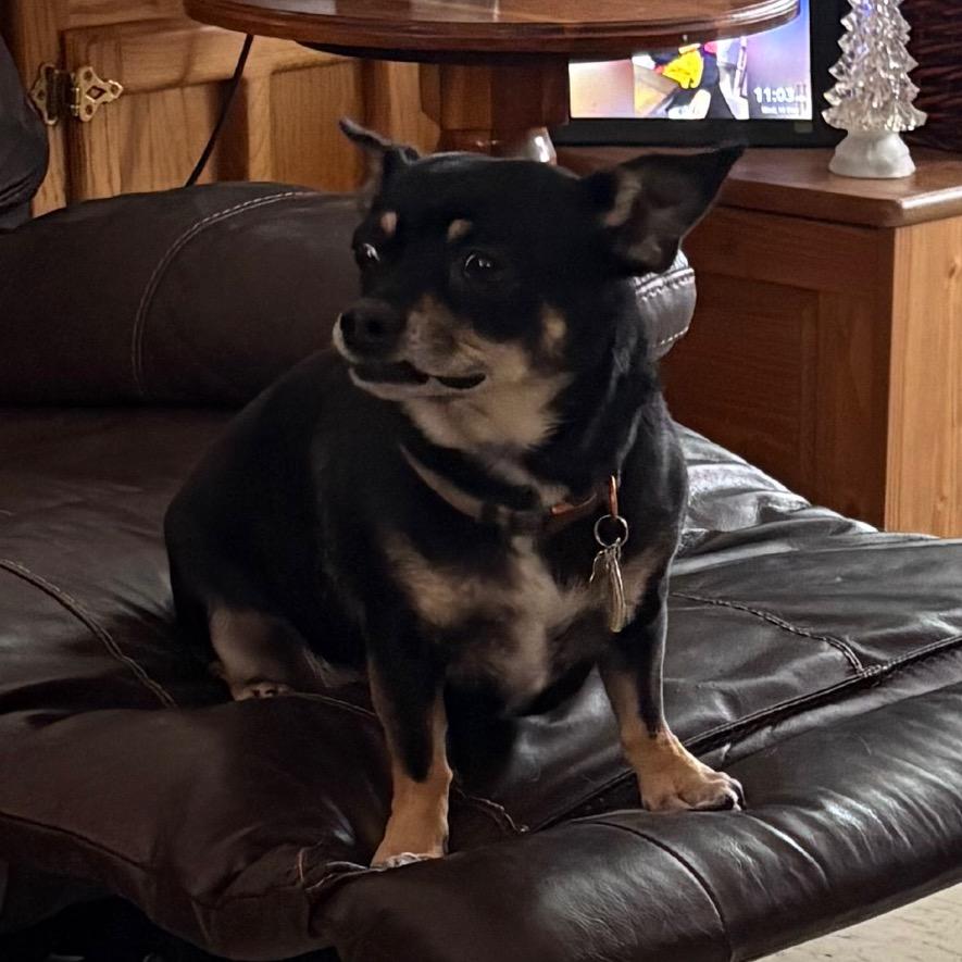 Hazel Grace , a ADOPTABLE Chihuahua in Crookston, MN image 2/5