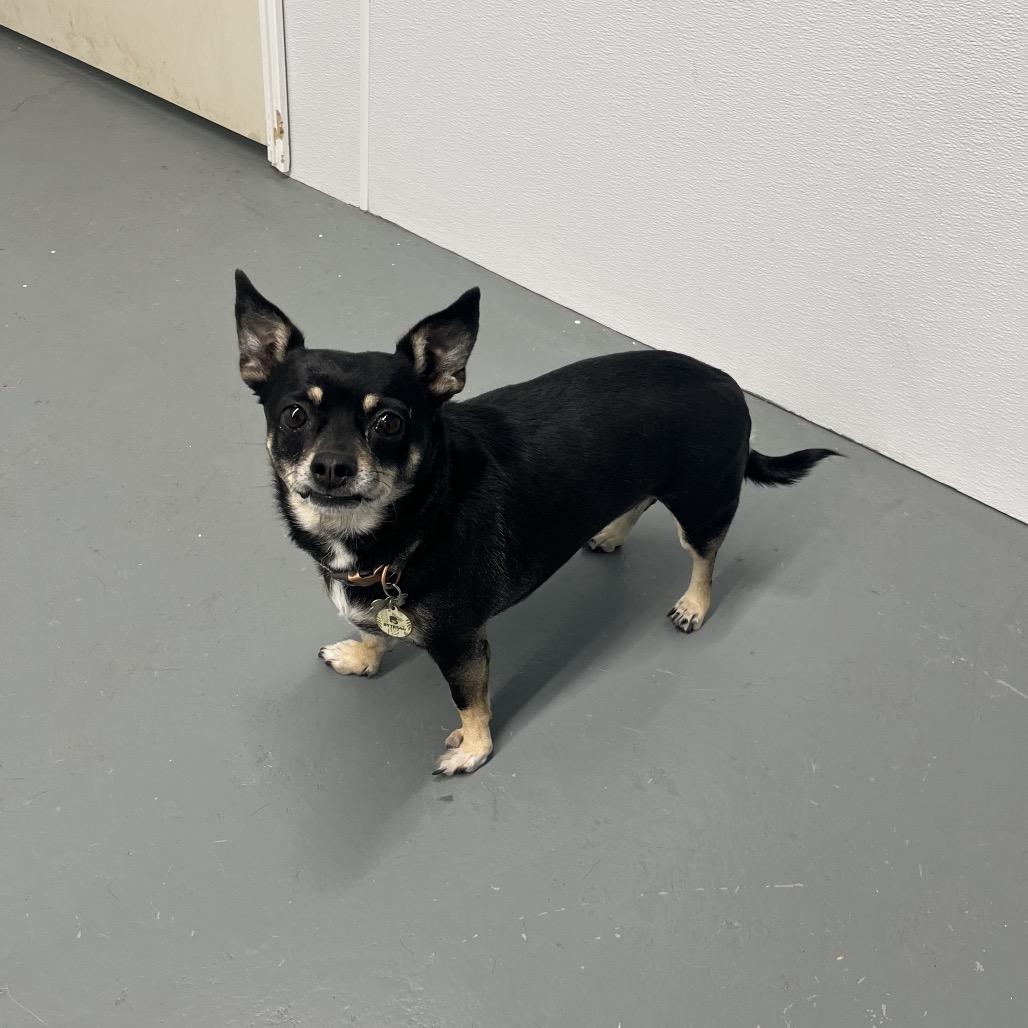 Hazel Grace , a ADOPTABLE Chihuahua in Crookston, MN image 3/5