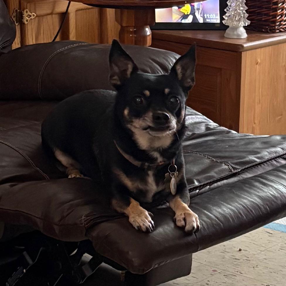 Hazel Grace , a ADOPTABLE Chihuahua in Crookston, MN image 5/5