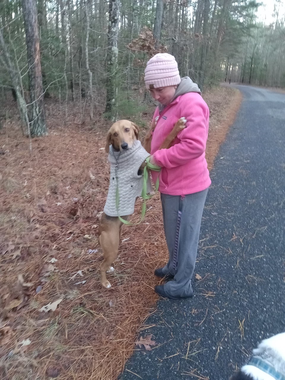 Enlarge Joy, a Adopted mixed breed in Goochland, VA image 2/6