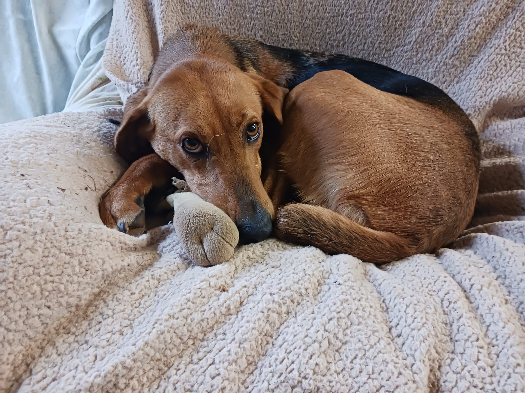 Enlarge Joy, a Adopted mixed breed in Goochland, VA image 4/6