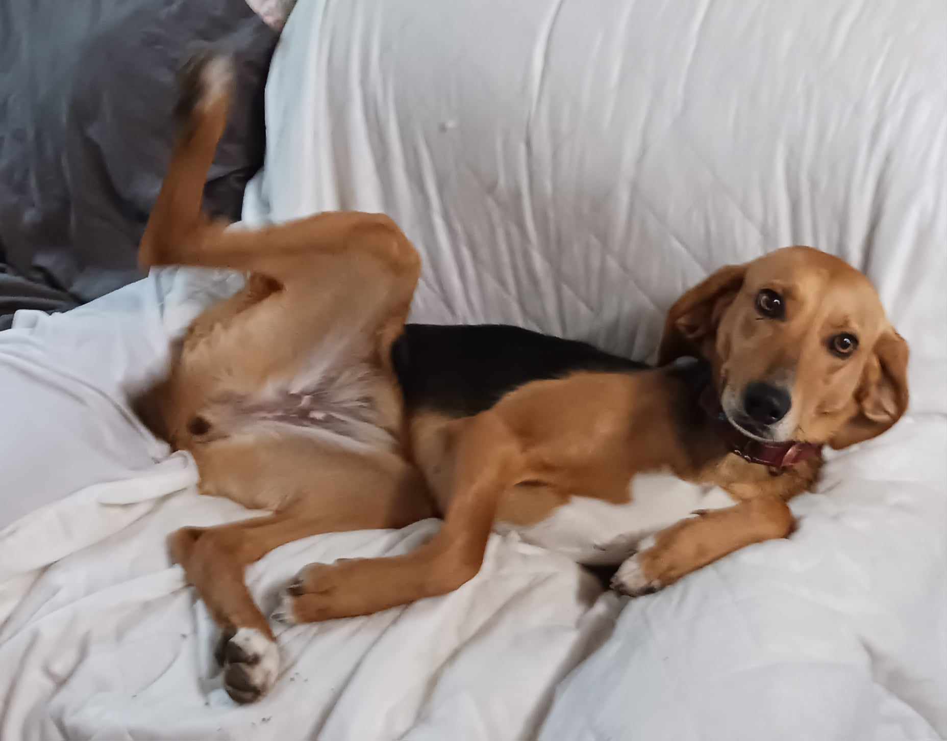 Joy, Adopted, Adult Female Hound.