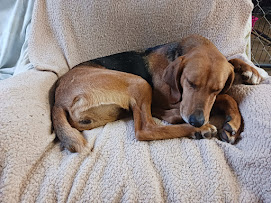 Enlarge Joy, a Adopted mixed breed in Goochland, VA image 5/6