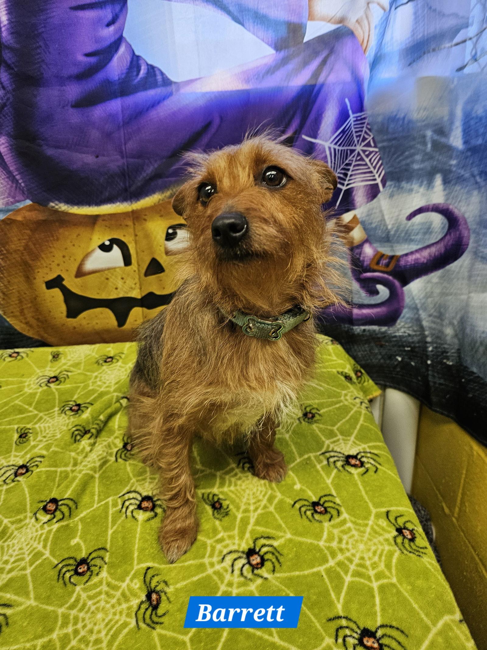 Enlarge Barrett, a Adoptable Terrier in Metairie, LA image 1/2