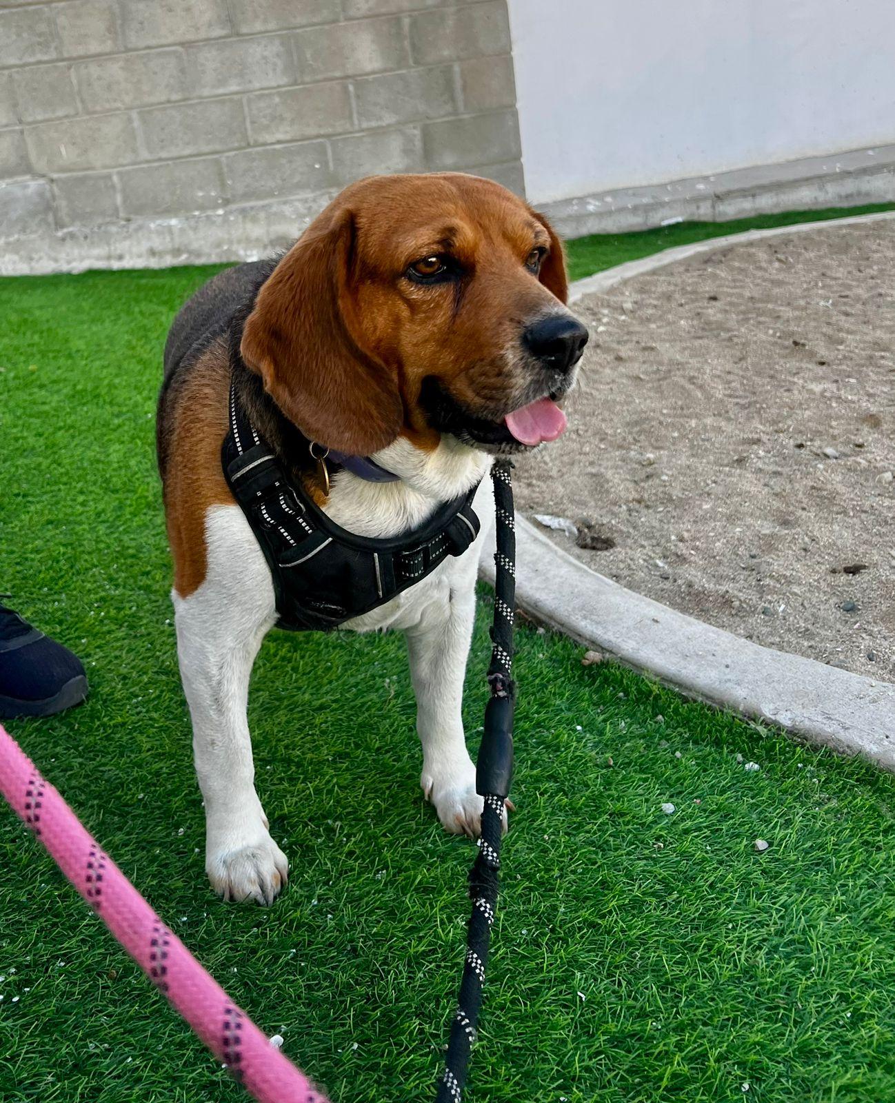 canela, Adoptable, Adult Female Beagle.