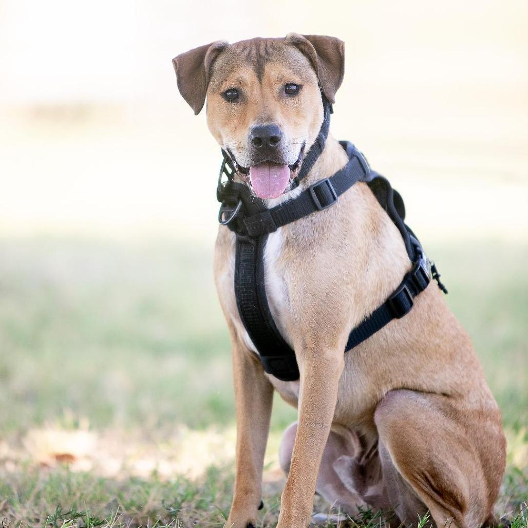 Enlarge Blake, a Adoptable mixed breed in Flower Mound, TX image 1/4