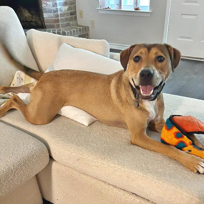 Enlarge Blake, a Adoptable mixed breed in Flower Mound, TX image 2/4