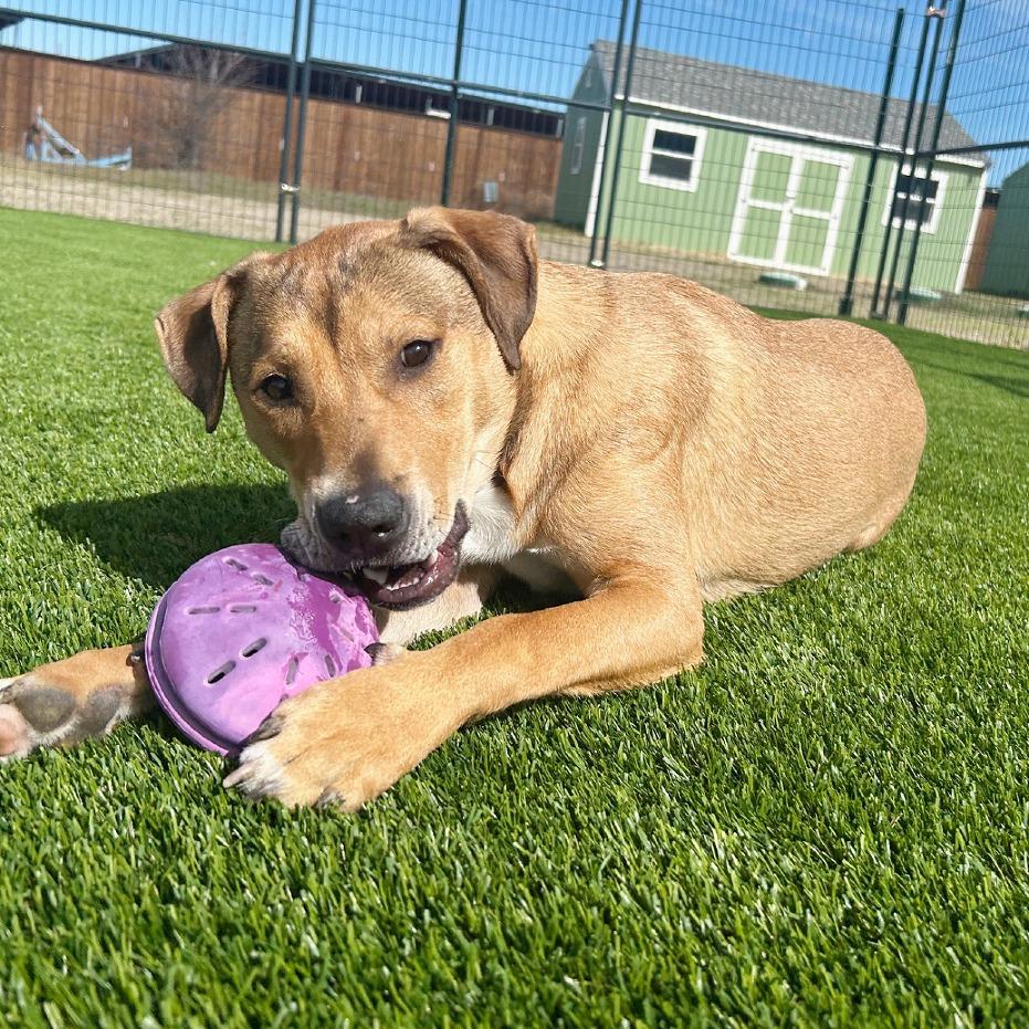 Enlarge Blake, a Adoptable mixed breed in Flower Mound, TX image 3/4