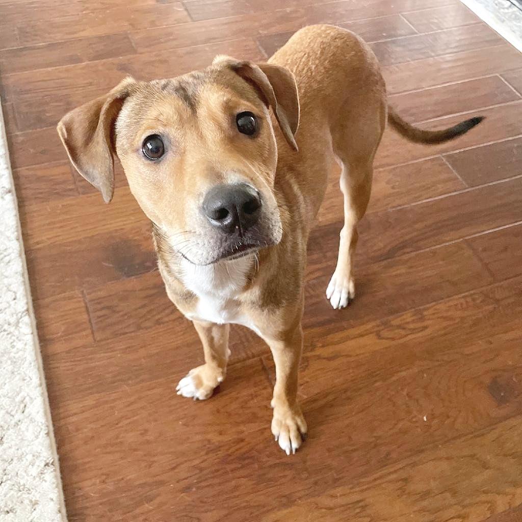 Enlarge Blake, a Adoptable mixed breed in Flower Mound, TX image 4/4