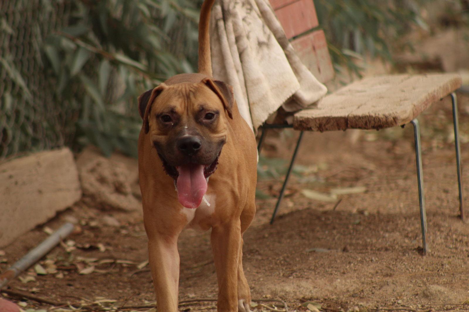 Dill, Adoptable, Adult Male Boxer & Great Dane.