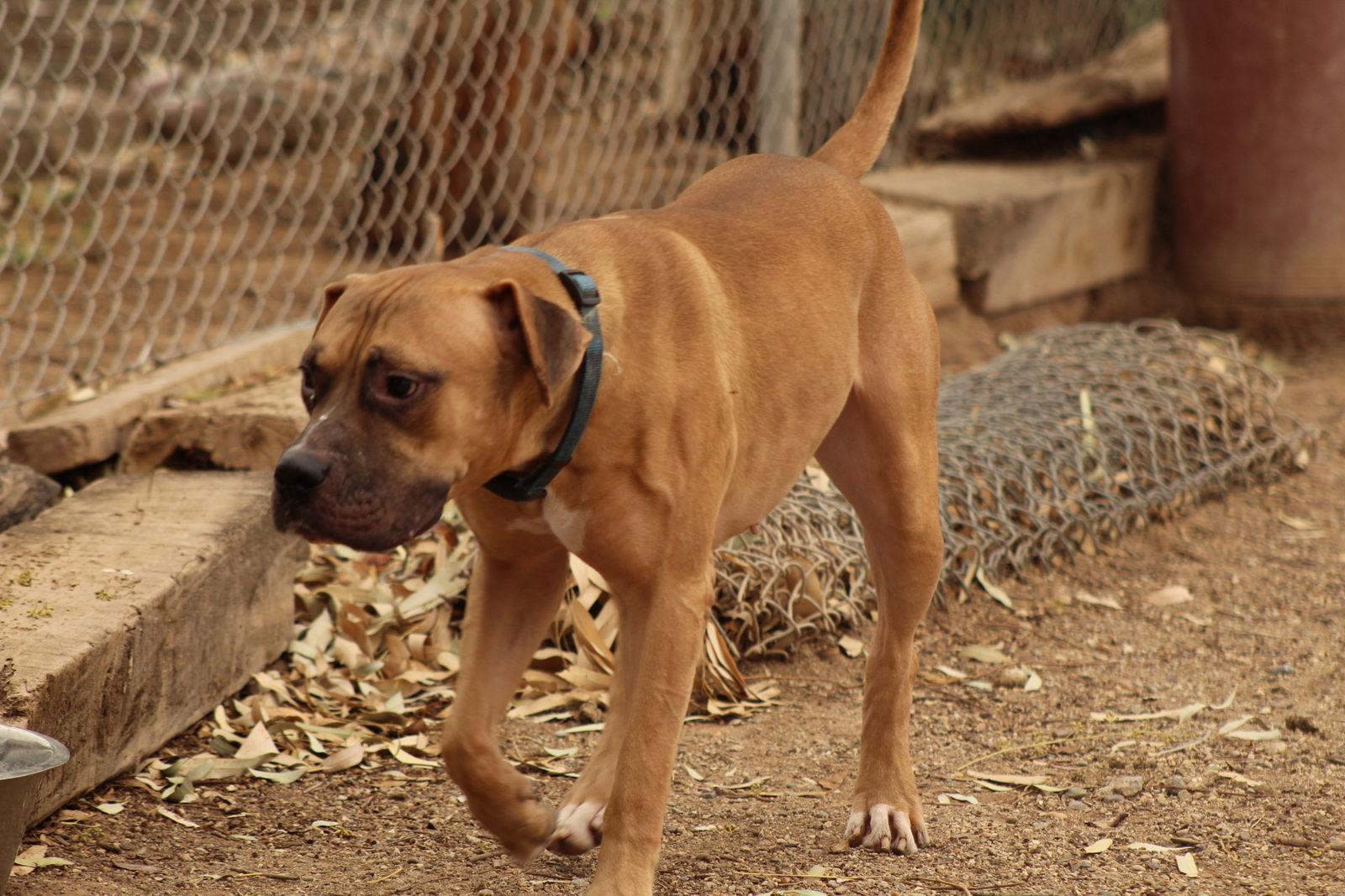 Enlarge Dill, a Adoptable mixed breed in El Centro, CA image 2/3