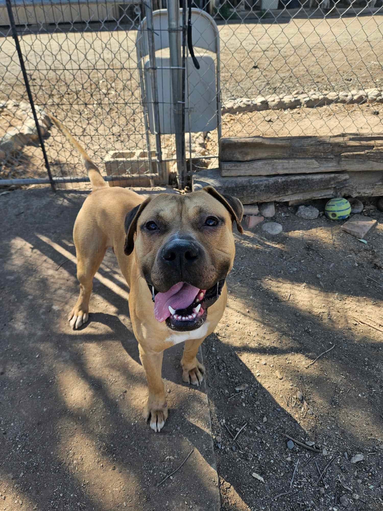 Enlarge Dill, a Adoptable mixed breed in El Centro, CA image 3/3