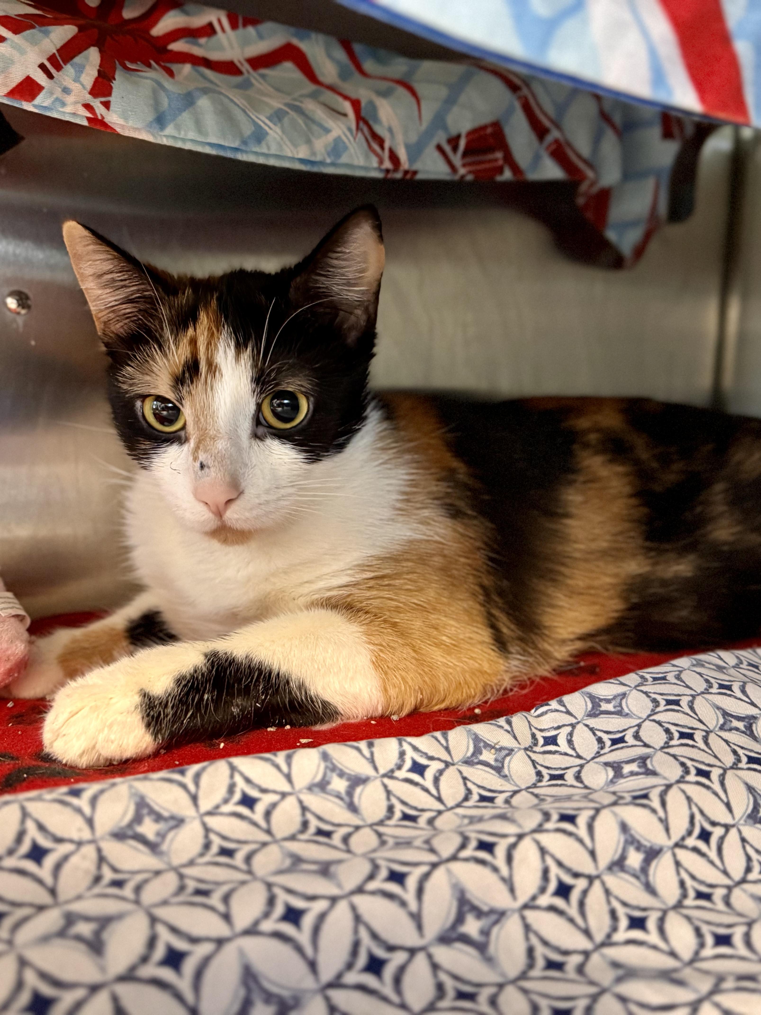 Enlarge Pinterest, an adopted Domestic Short Hair in Midland, MI image 2/2