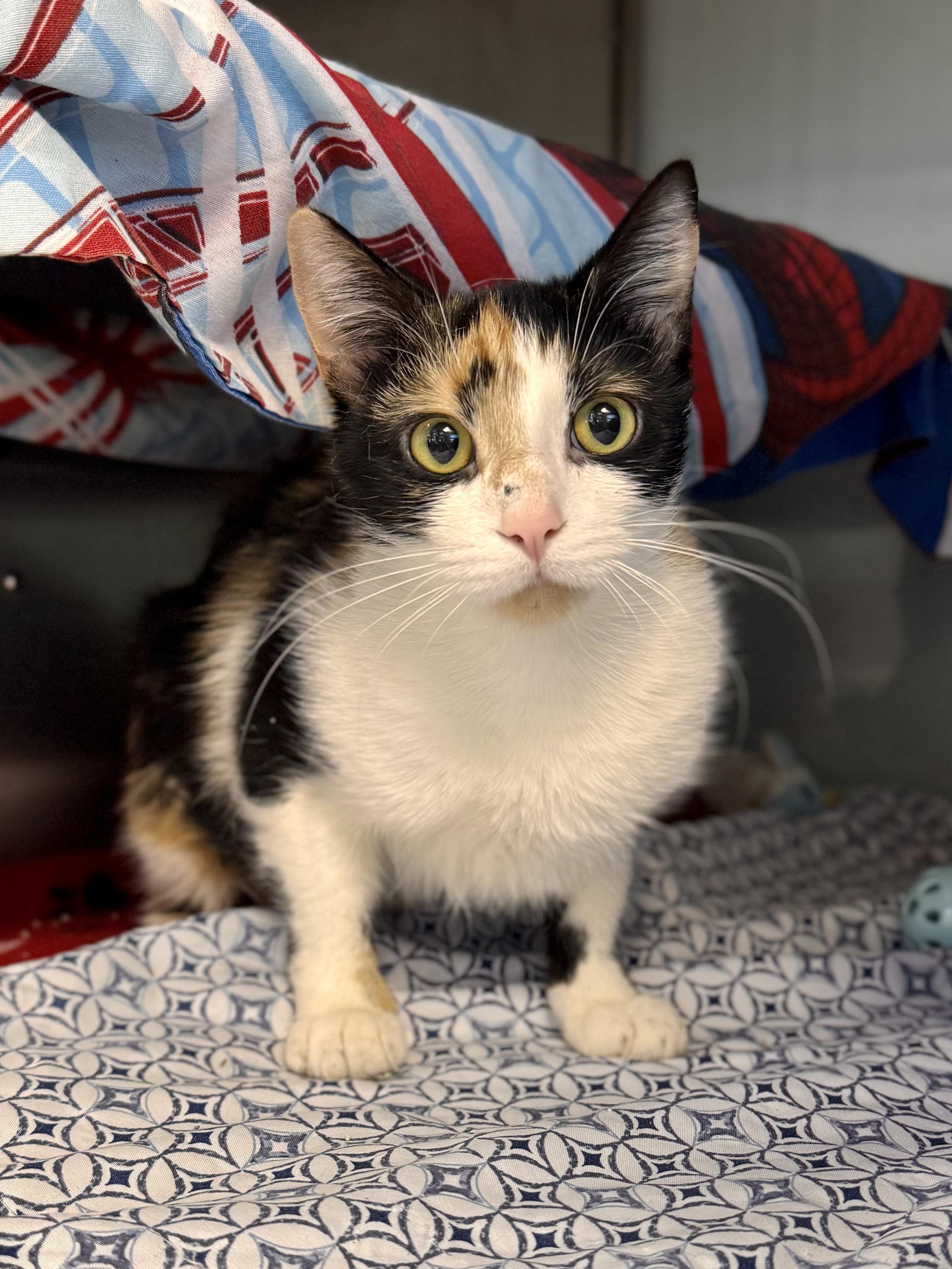 Pinterest, adopted, Young Female Domestic Short Hair.