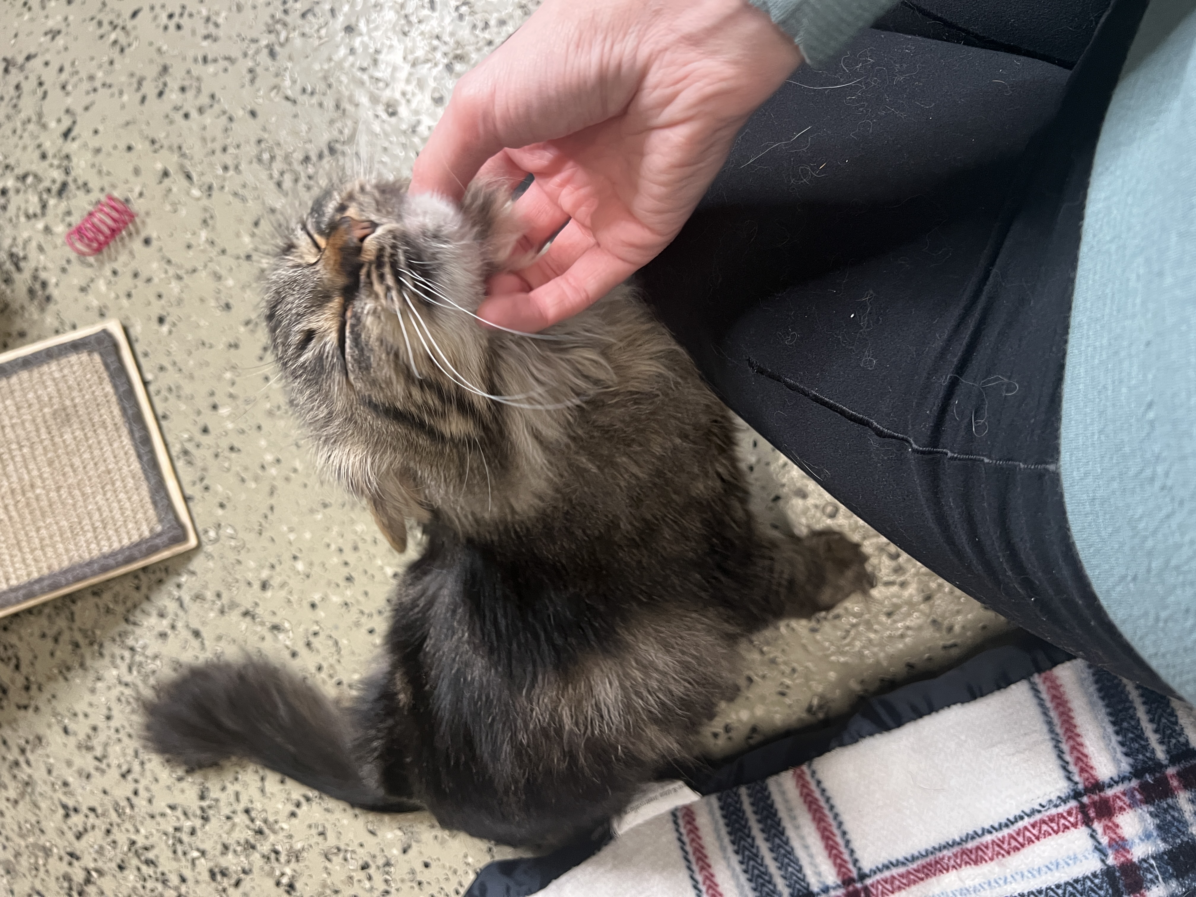 Enlarge Barbie (Handicapped Cat), a Adoptable Domestic Medium Hair in Frankenmuth, MI image 5/6