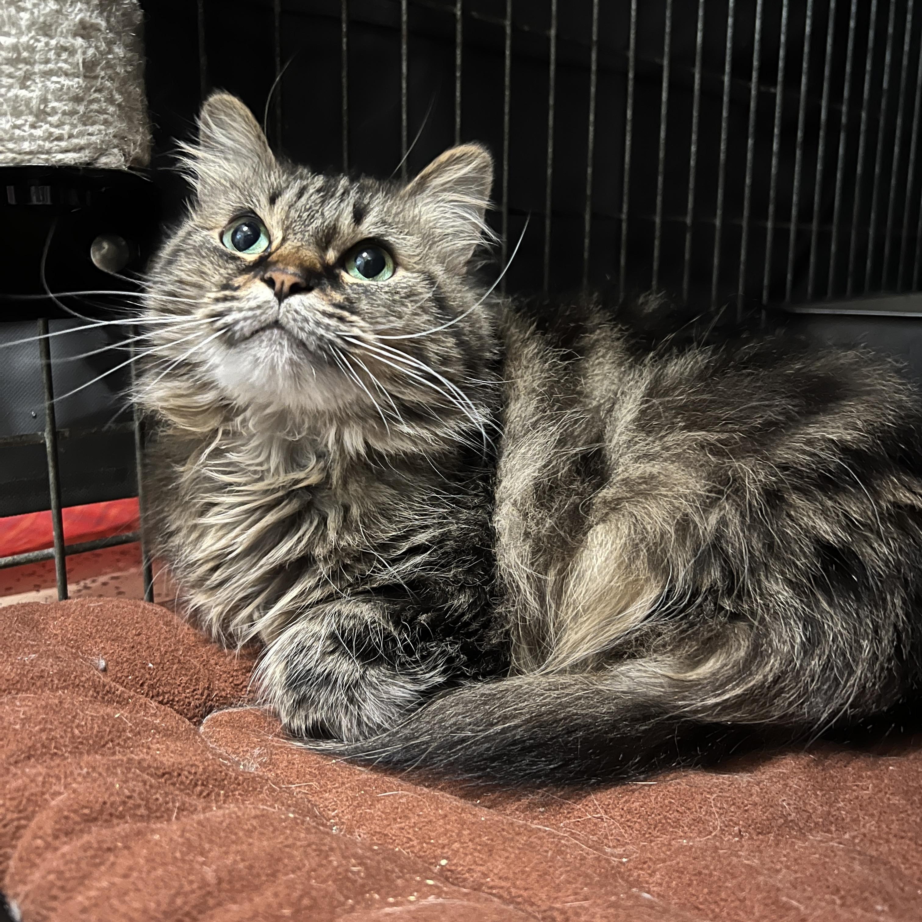 Enlarge Barbie (Handicapped Cat), a Adoptable Domestic Medium Hair in Frankenmuth, MI image 3/6