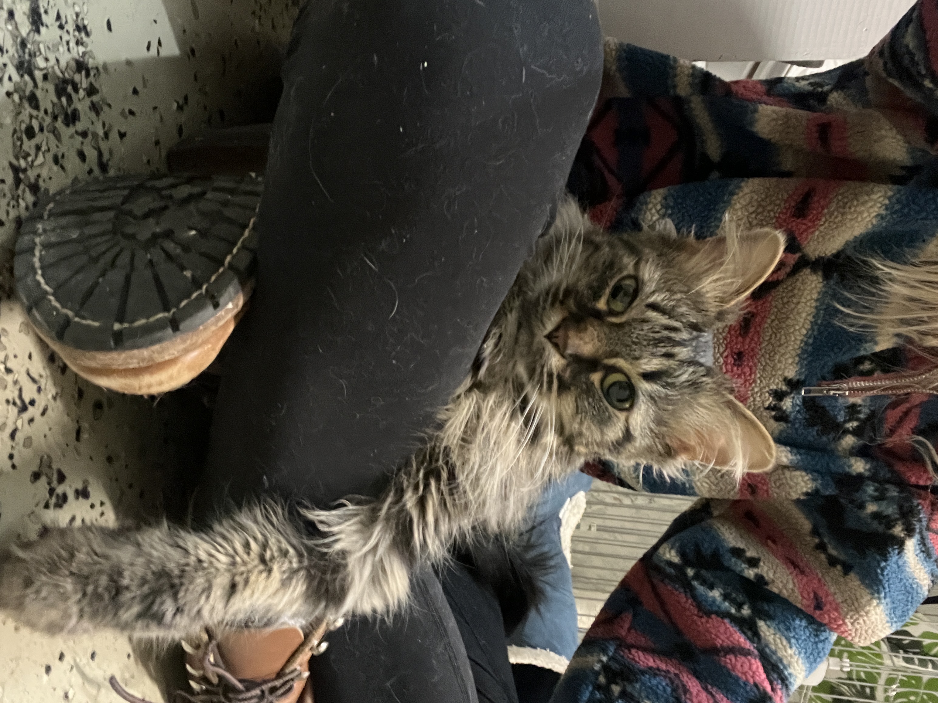 Enlarge Barbie (Handicapped Cat), a Adoptable Domestic Medium Hair in Frankenmuth, MI image 2/6