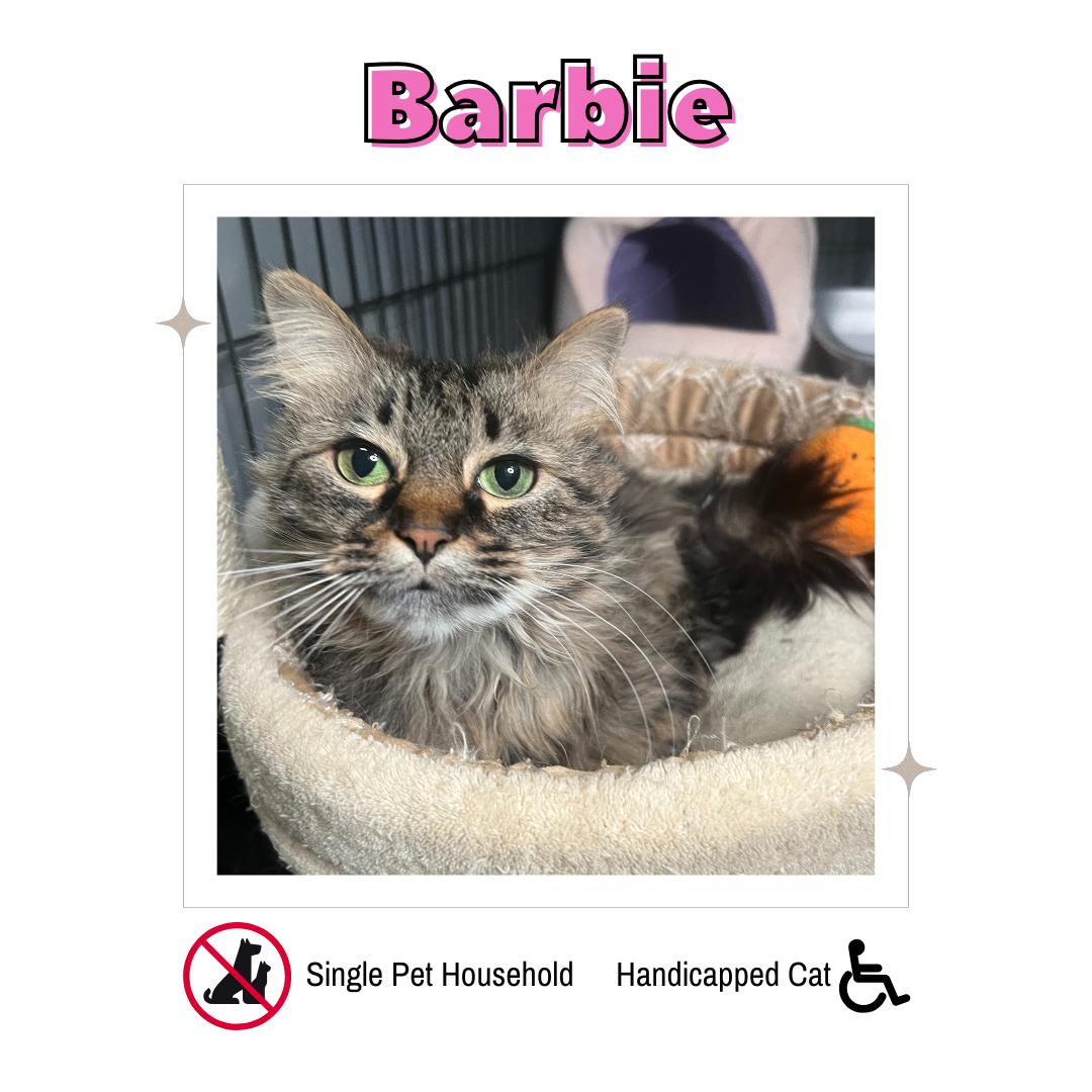 Barbie (Handicapped Cat), Adoptable, Adult Female Domestic Medium Hair.