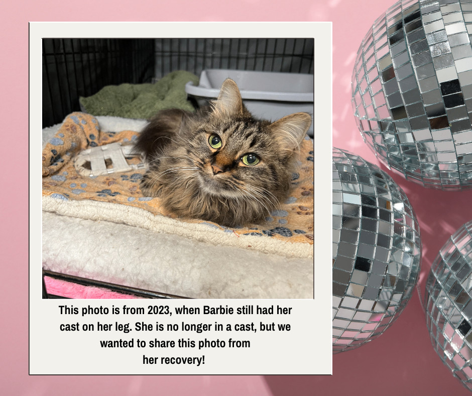 Enlarge Barbie (Handicapped Cat), a Adoptable Domestic Medium Hair in Frankenmuth, MI image 6/6