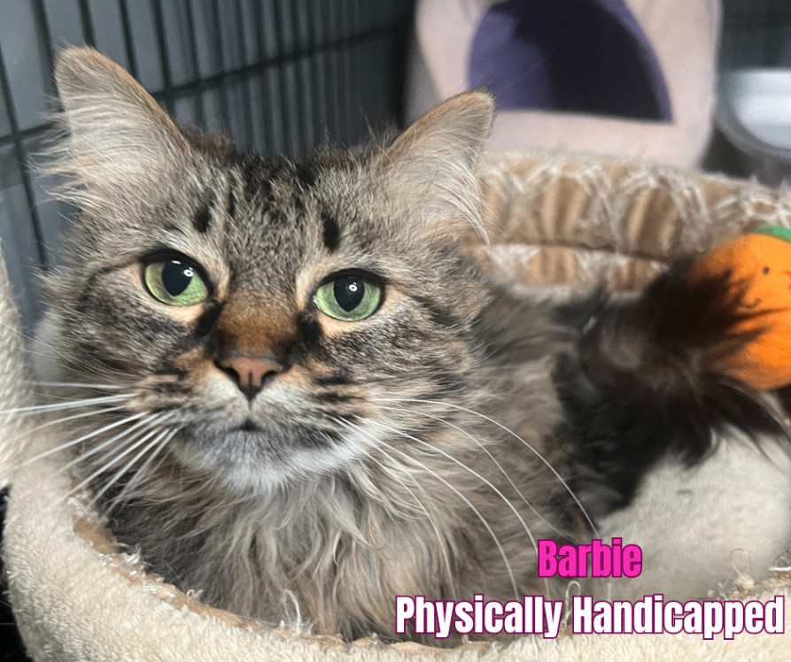 Enlarge Barbie (Handicapped Cat), a Adoptable Domestic Medium Hair in Frankenmuth, MI image 1/6