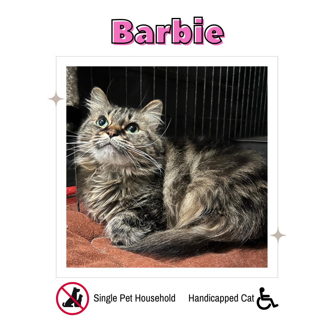 Enlarge Barbie (Handicapped Cat), a Adoptable Domestic Medium Hair in Frankenmuth, MI image 1/6