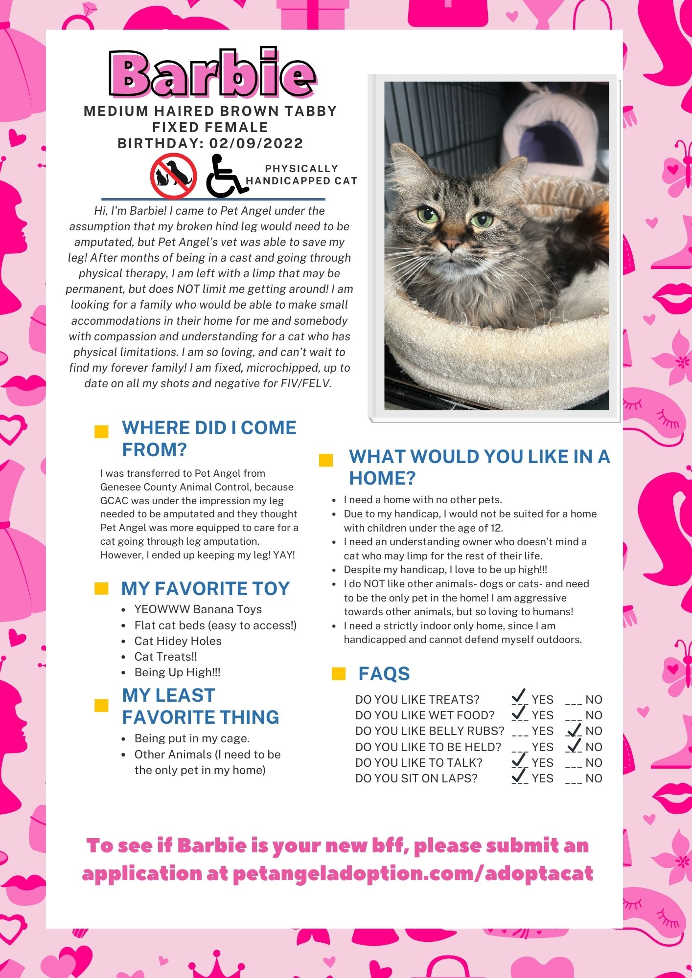 Enlarge Barbie (Handicapped Cat), a Adoptable Domestic Medium Hair in Frankenmuth, MI image 3/6
