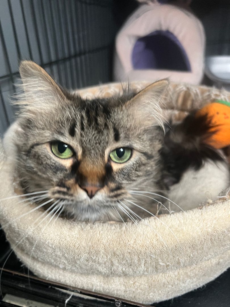 Enlarge Barbie (Handicapped Cat), a Adoptable Domestic Medium Hair in Frankenmuth, MI image 4/6