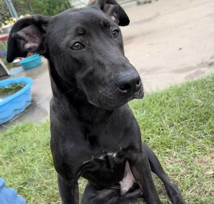 Dante, Adopted, Young Male Staffordshire Bull Terrier.