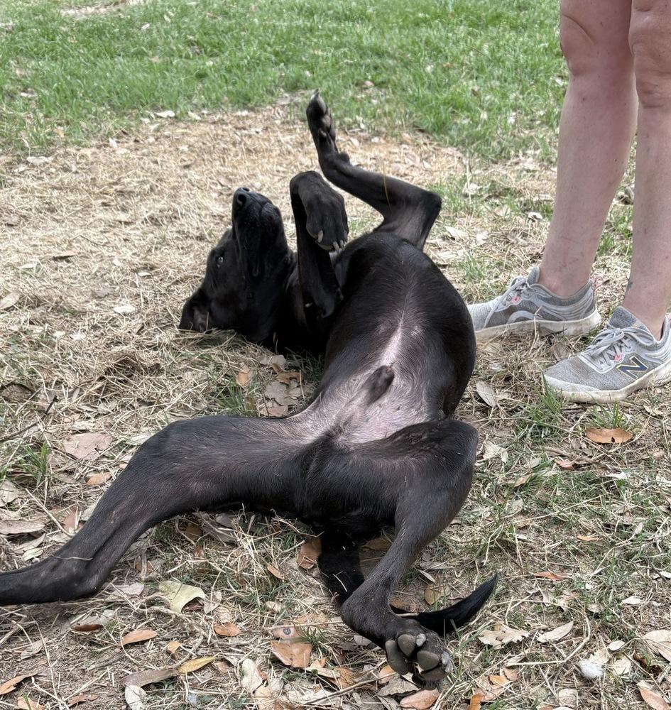 Enlarge Dante, a Adopted mixed breed in Brookshire, TX image 2/5