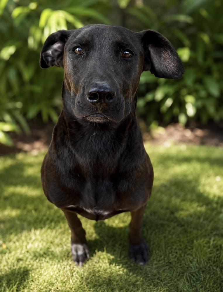 Enlarge Dante, a Adopted mixed breed in Brookshire, TX image 3/5