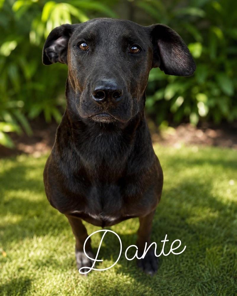 Dante, a Adopted mixed breed in Brookshire, TX image 3/6