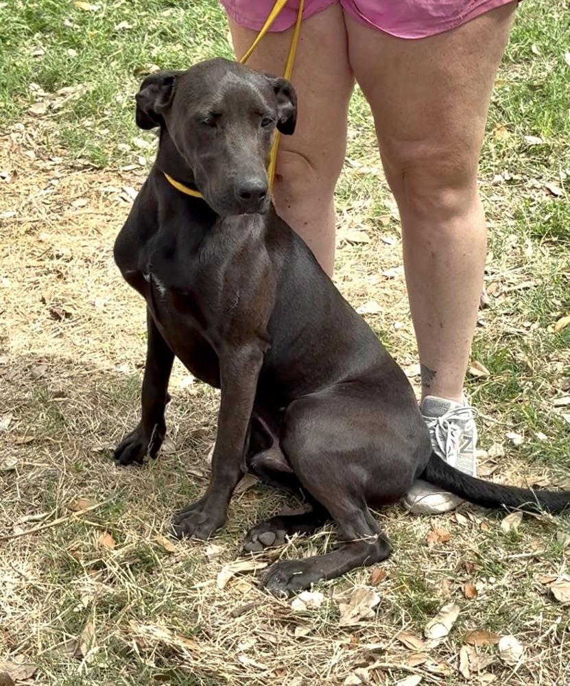 Enlarge Dante, a Adopted mixed breed in Brookshire, TX image 4/5