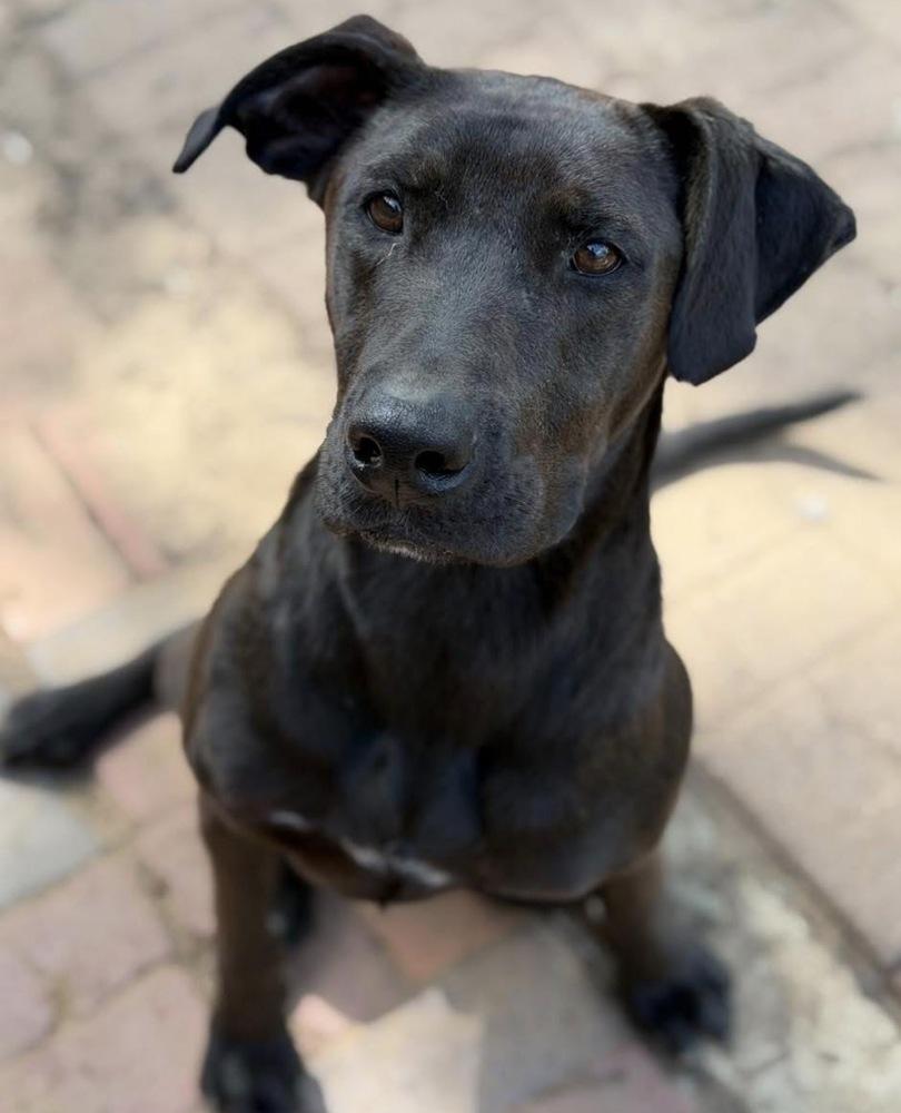 Enlarge Dante, a Adopted mixed breed in Brookshire, TX image 5/5
