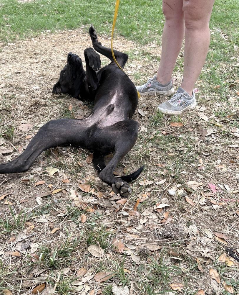 Enlarge Dante, a Adopted mixed breed in Brookshire, TX image 4/6