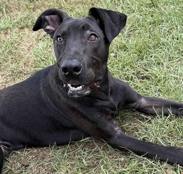 Enlarge Dante, a Adopted mixed breed in Brookshire, TX image 6/6