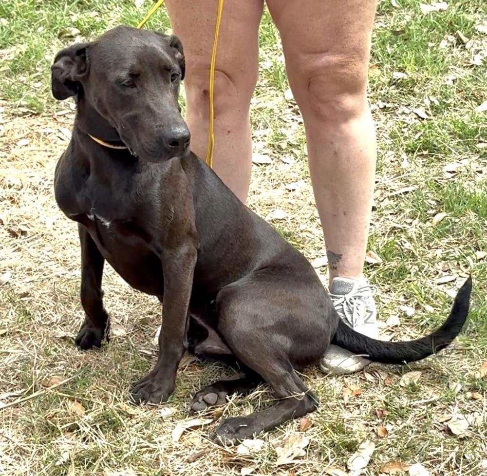 Enlarge Dante, a Adopted mixed breed in Brookshire, TX image 5/6