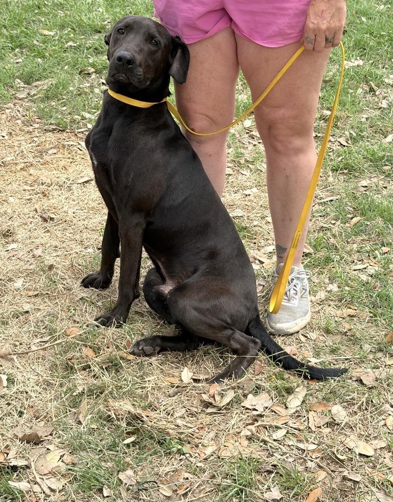 Enlarge Dante, a Adopted mixed breed in Brookshire, TX image 6/6
