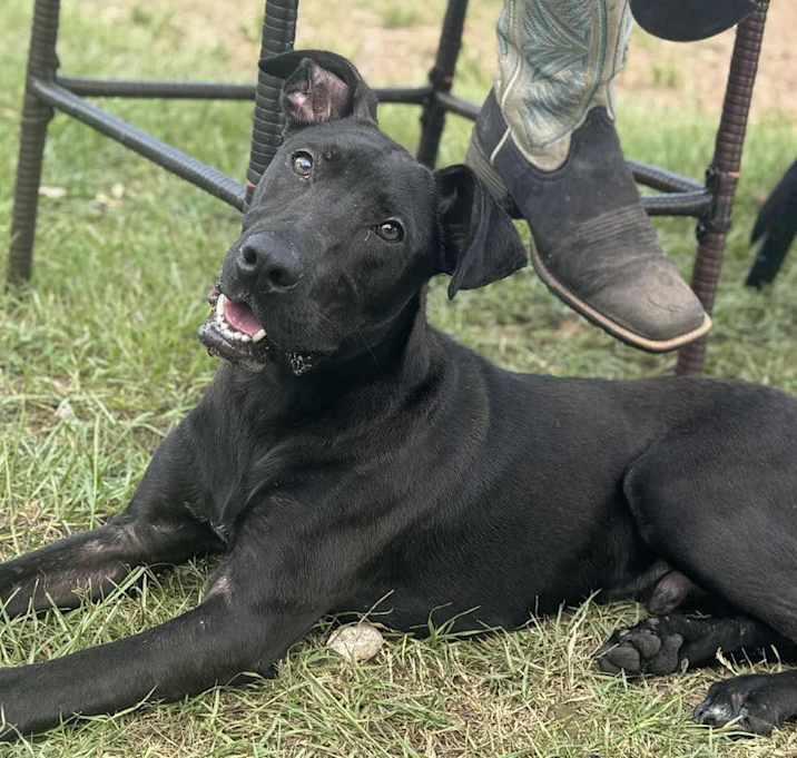 Dante, a Adopted mixed breed in Brookshire, TX image 3/3