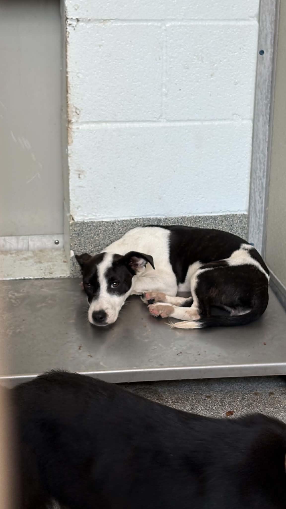 Enlarge Craigtha, a Adoptable mixed breed in Ayden, NC image 3/4