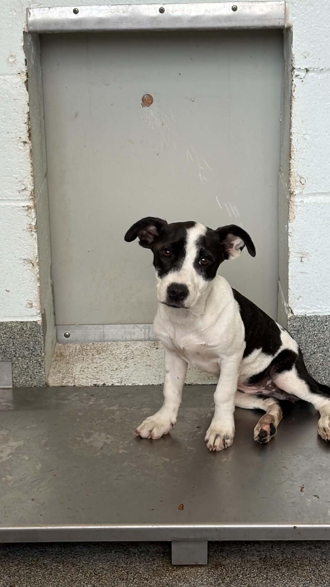 Craigtha, Adoptable, Puppy Female Terrier.